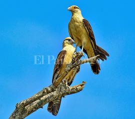 Gavil&aacute;n garrapatero o pigua, es el ave favorita de Ana Sof&iacute;a.<br>Foto: Jorge Orozco | El Pa&iacute;s.