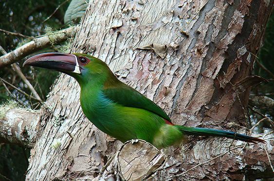 Video: &iquest;c&oacute;mo suenan las aves en Cali?, adiv&iacute;nelo en esta trivia